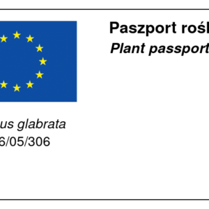 Dereń gładki. Paszport rośliny