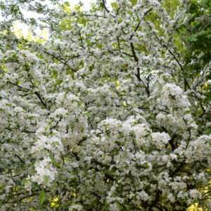 Jabłoń japońska Arborescens. Dorosła roślina