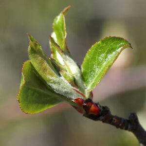 Jabłoń sikkimska. Zbliżenie na liść rośliny