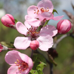 Jabłoń wieńcowa. Różowy kwiat rośliny