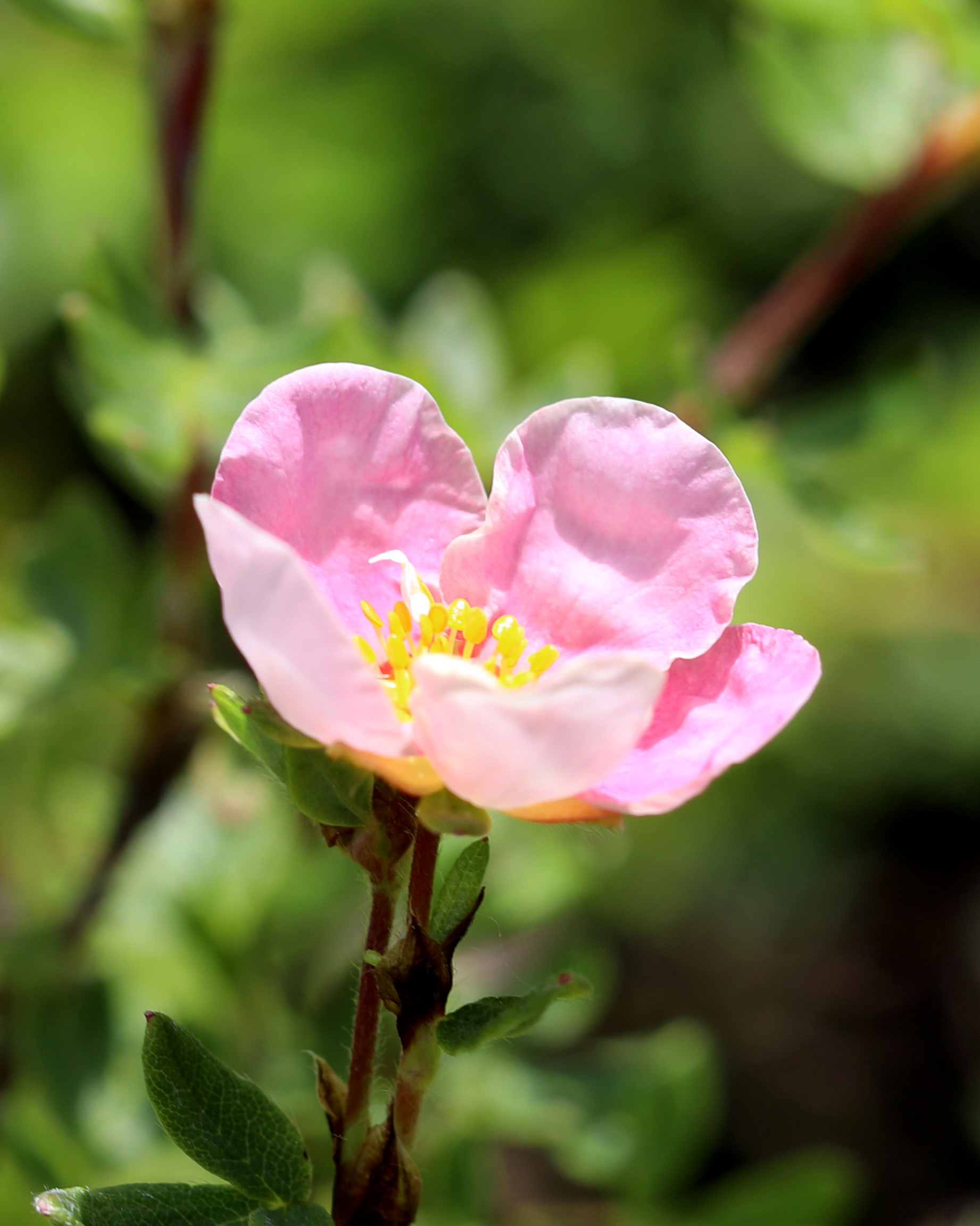 pieciornik-krzewiasty-pink-queen-kwiat