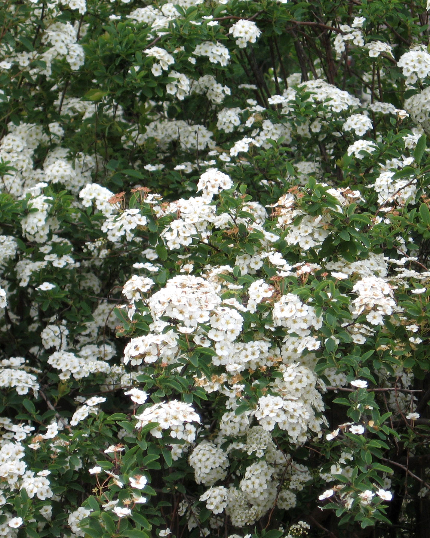 tawula-nipponska-snowmound-kwiaty