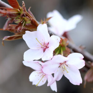 Wiśnia piłkowana (japońska) Hatasakura. Zbliżenie na kwiaty rośliny.