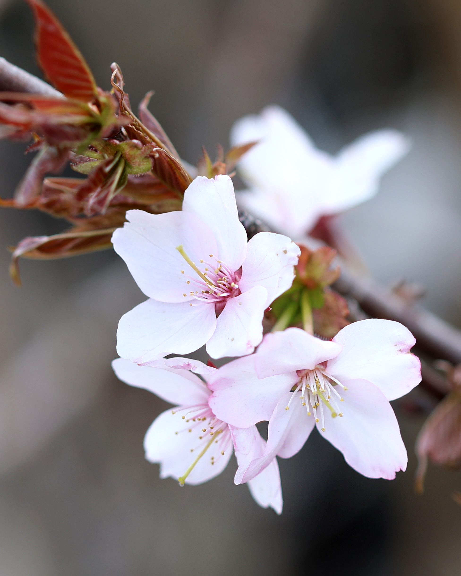 wisnia-pilkowana-hatasakura-kwiaty