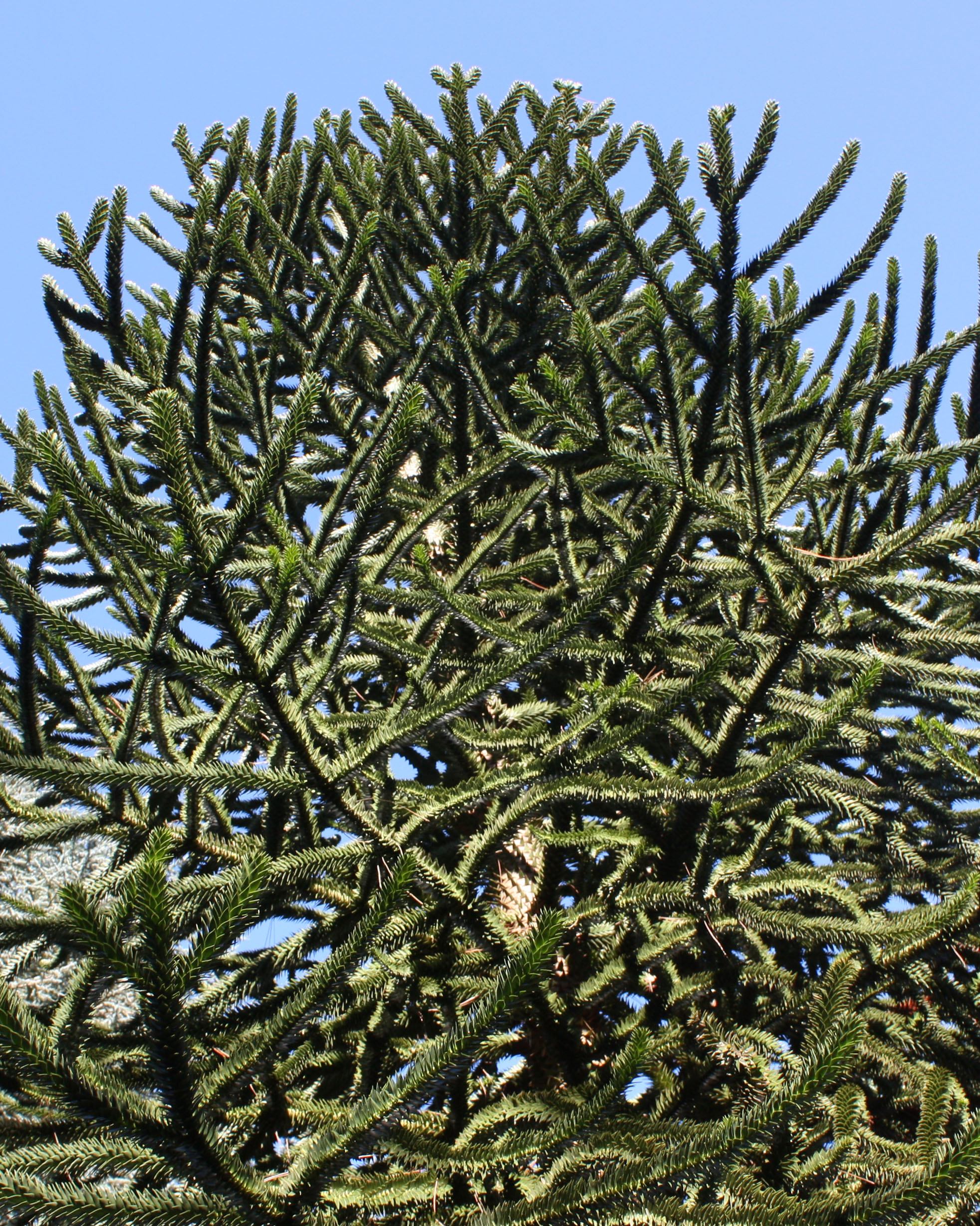 araukaria chilijska-monkey tree