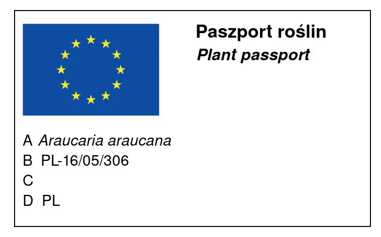 araukaria-paszport-rosliny